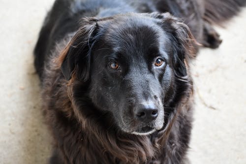有关动物, 哺乳动物, 宠物摄影的免费素材图片