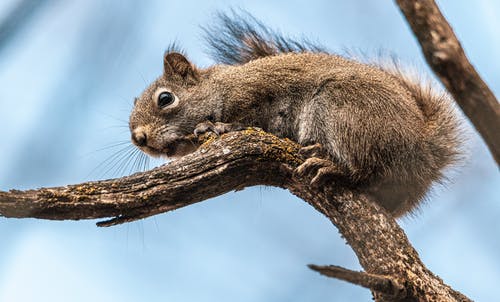 有关动物, 动物摄影, 哺乳动物的免费素材图片