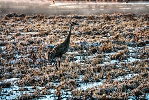 有关动物, 沙丘鹤, 沼泽的免费素材图片