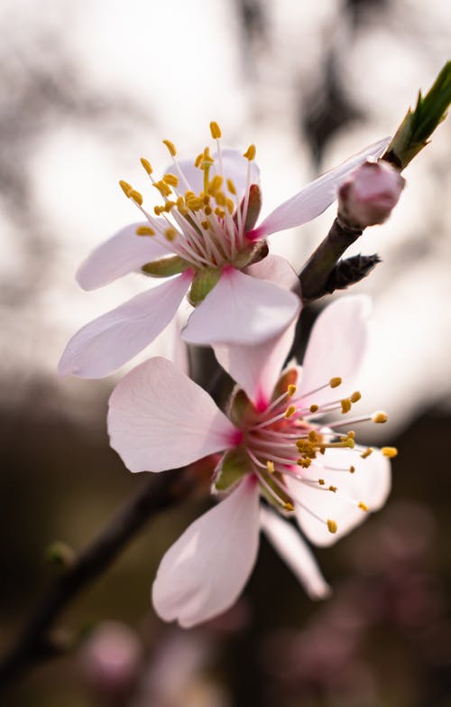 有关垂直拍摄, 增长, 天性的免费素材图片