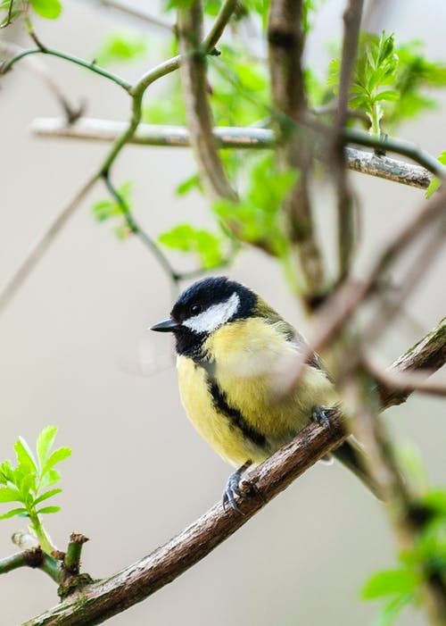 有关parus major, 伟大的山雀, 动物的免费素材图片