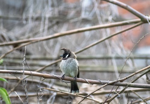 有关分公司, 動物攝影, 夜莺的免费素材图片
