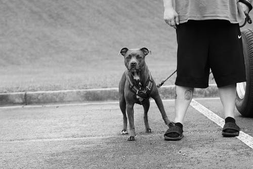 有关哺乳动物, 单色, 家畜的免费素材图片