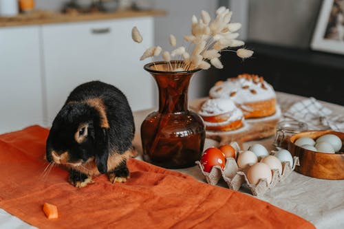 有关兔子, 可愛, 宠物护理的免费素材图片