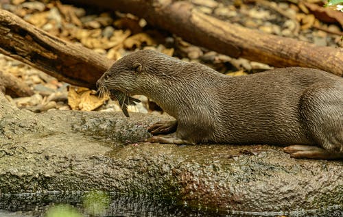 有关东方水獭, 亚洲小爪水獭, 动物的免费素材图片