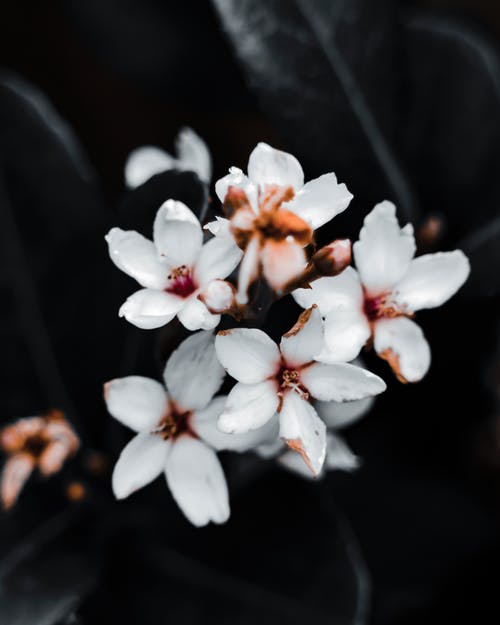 有关垂直拍摄, 壁紙, 微妙的免费素材图片