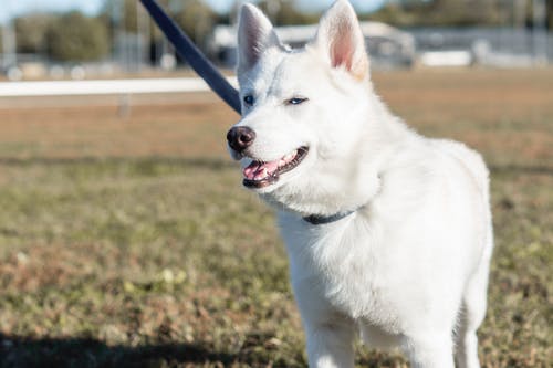 有关动物, 可爱的, 哺乳动物的免费素材图片