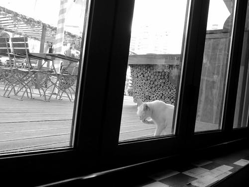 有关木地板, 灰阶, 玻璃窗的免费素材图片