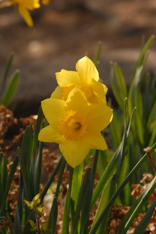 有关垂直拍摄, 植物群, 特写的免费素材图片
