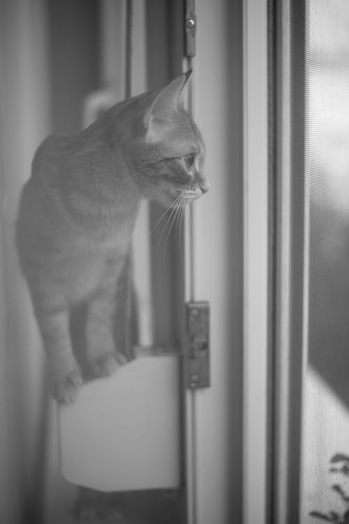 有关可爱, 可爱的, 单色的免费素材图片