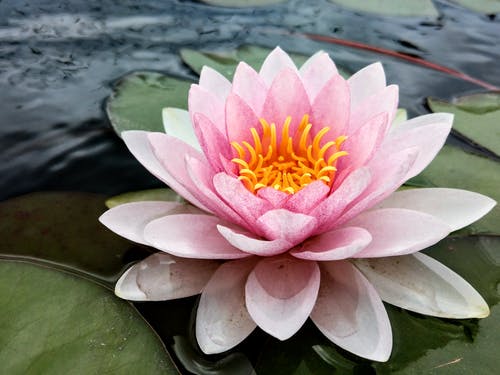 有关增長, 天性, 微妙的免费素材图片