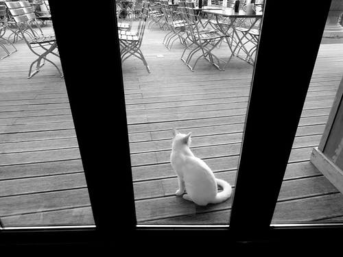 有关bw, 休息, 伴侣的免费素材图片