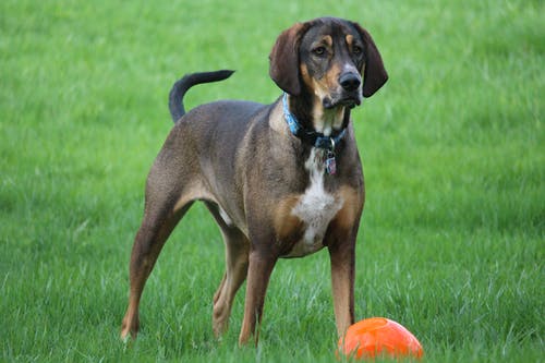 有关伴侣, 可爱, 可爱的的免费素材图片