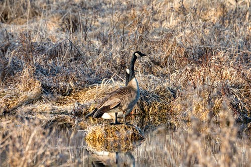 有关加拿大鹅, 水禽, 野生動物的免费素材图片