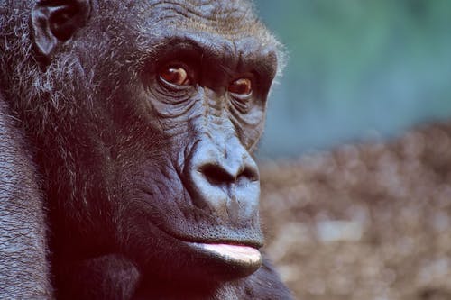 有关動物, 哺乳動物, 大猩猩的免费素材图片