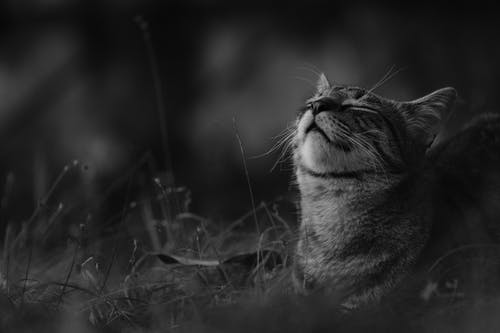 有关不坚固的, 动物, 可爱的的免费素材图片