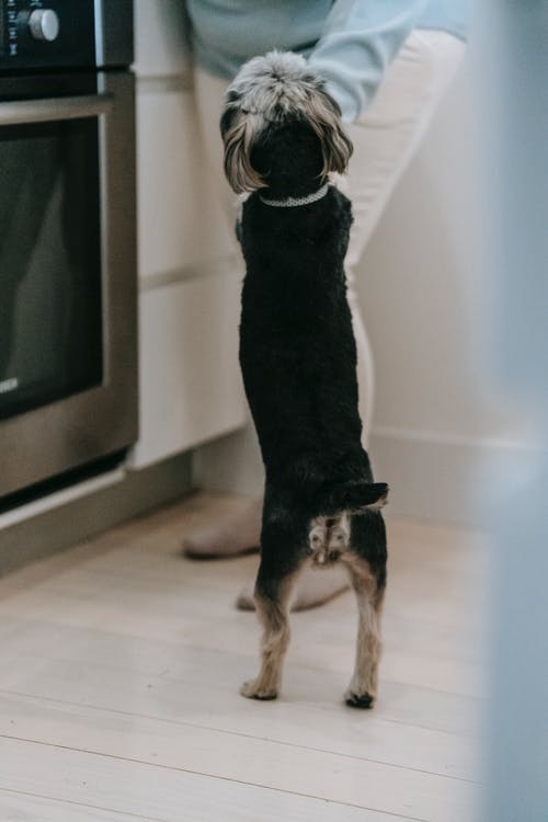 黑色和棕褐色短外套小狗 · 免费素材图片