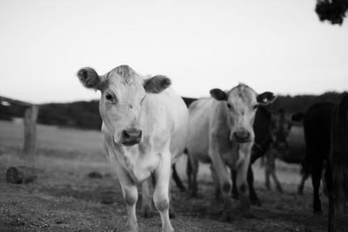 有关哺乳动物, 单色, 奶牛的免费素材图片