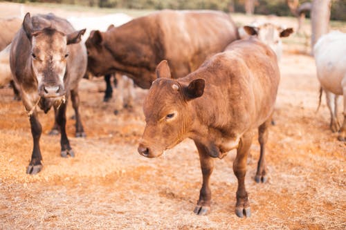 有关哺乳动物, 奶牛, 牲口的免费素材图片