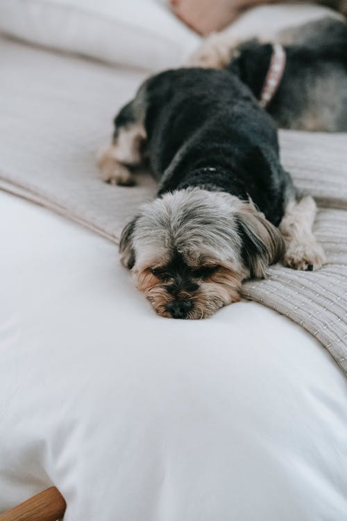 有关morkie, 伴侣, 光的免费素材图片