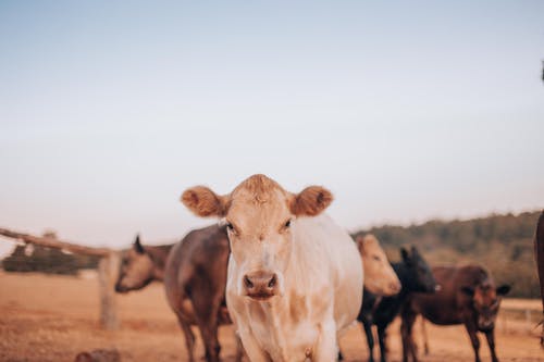 有关哺乳动物, 家畜, 牛的免费素材图片