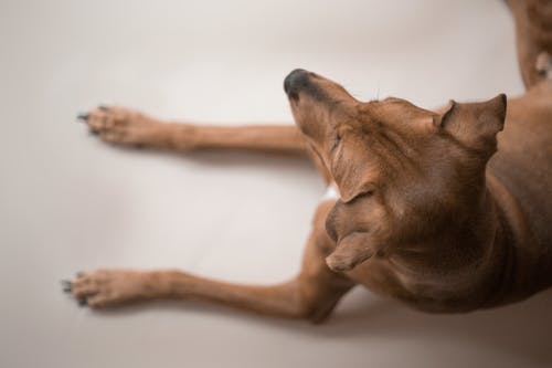 有关俯视图, 动物, 哺乳动物的免费素材图片