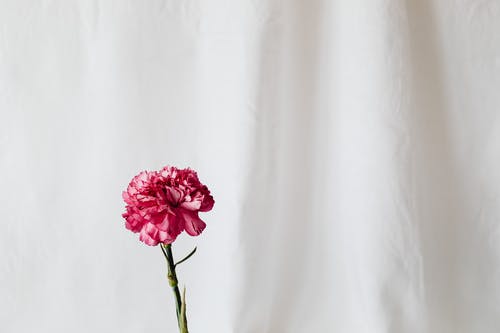 有关优雅, 布料, 干的免费素材图片