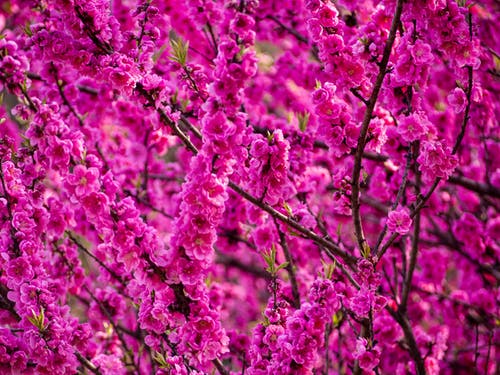 有关植物群, 树枝, 特写镜头的免费素材图片