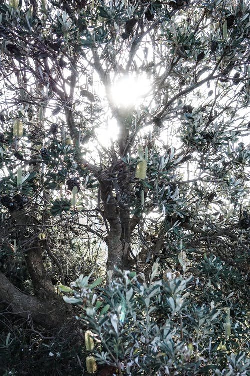 有关从下面, 低角度, 分公司的免费素材图片