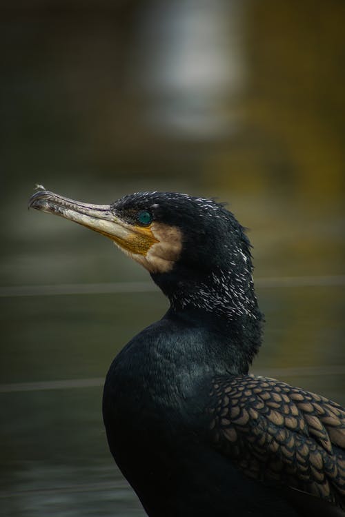 有关侧面图, 家禽, 户外的免费素材图片