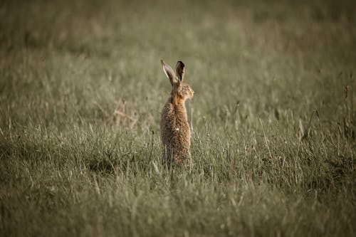 有关兔子, 动物, 可爱的免费素材图片