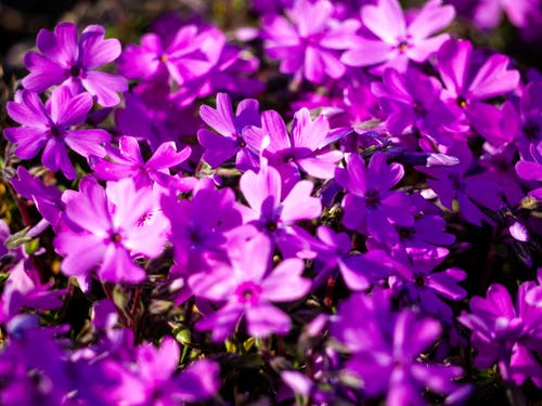 有关植物群, 特写镜头, 紫色的花朵的免费素材图片
