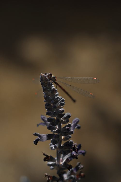 有关宏观, 专注, 户外的免费素材图片