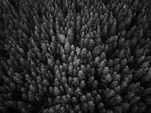 有关单色, 森林, 树木的免费素材图片