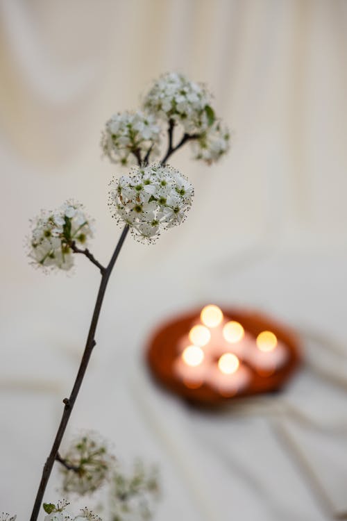 有关垂直拍摄, 干, 模糊的背景的免费素材图片