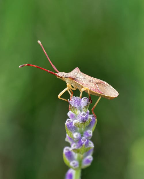 有关动物, 动物摄影, 垂直拍摄的免费素材图片