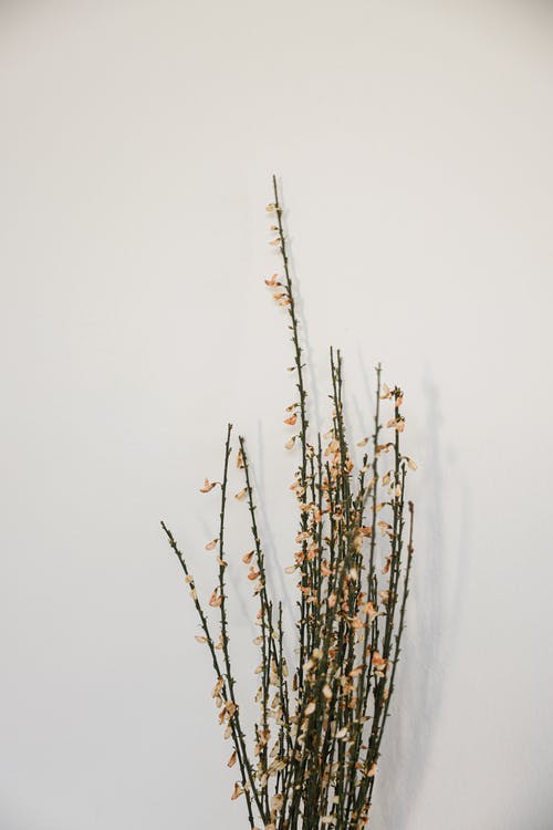 有关垂直拍摄, 增长, 小的免费素材图片