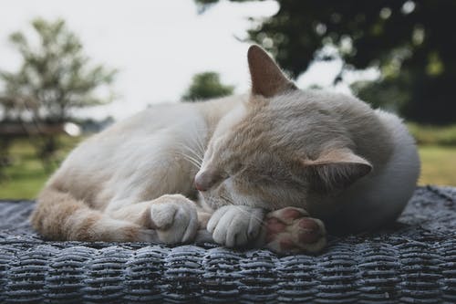 有关动物, 可爱, 可爱的的免费素材图片