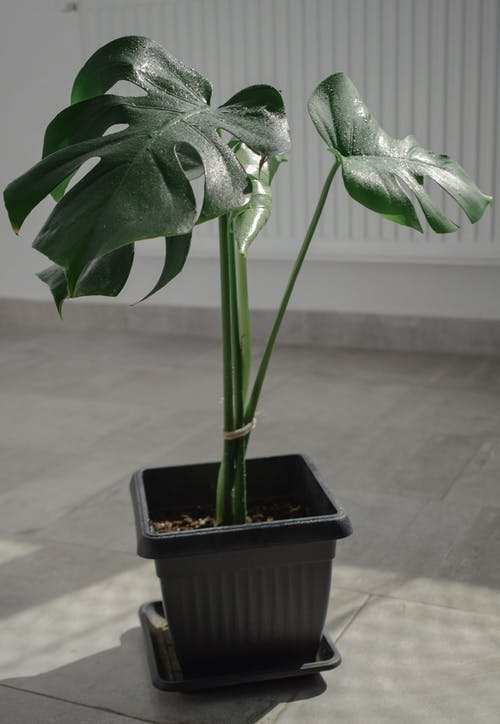 有关monstera deliciosa, 土, 室内的免费素材图片