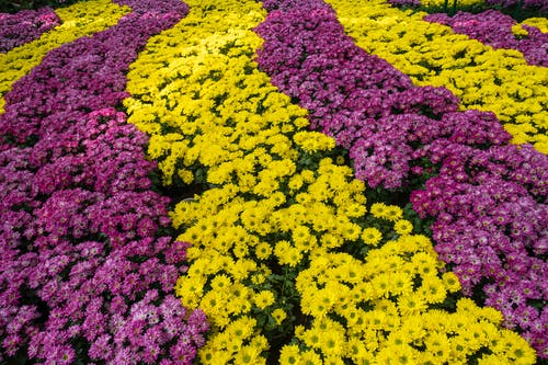 有关一串, 什锦的, 公园的免费素材图片