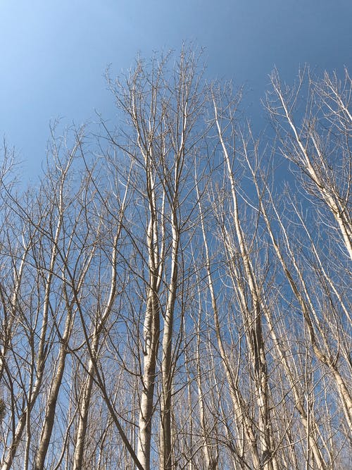 有关乾枯, 低角度拍摄, 光秃秃的树木的免费素材图片