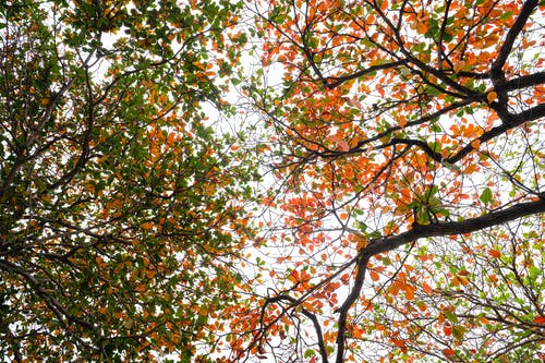 有关Copyspace, 下落, 不变的免费素材图片