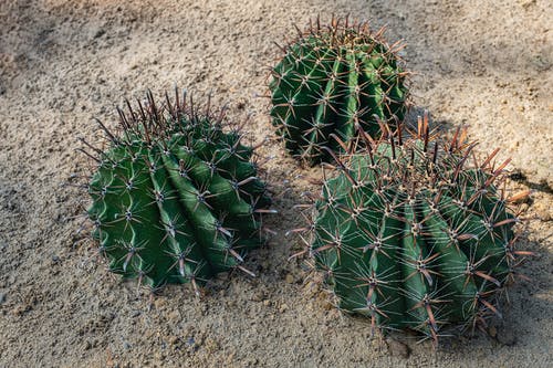 有关ferocactus, 不均匀的, 乾旱的免费素材图片