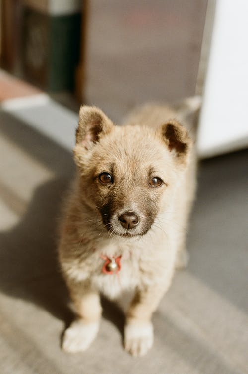 有关动物, 哺乳动物, 垂直拍摄的免费素材图片