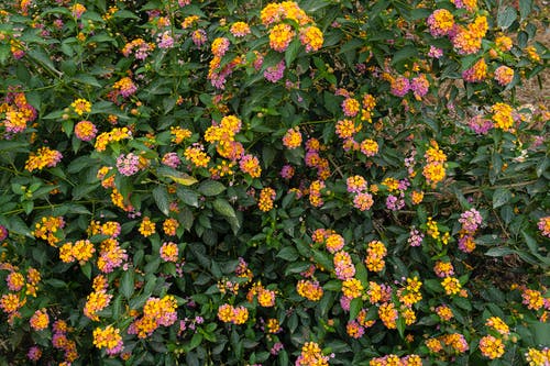 有关一串, 光, 公园的免费素材图片