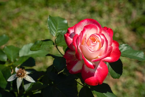 有关优雅, 充满活力, 味道的免费素材图片