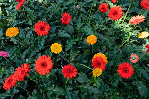 有关公园, 园艺, 地平线的免费素材图片