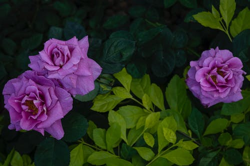 有关充满活力, 味道, 园艺的免费素材图片