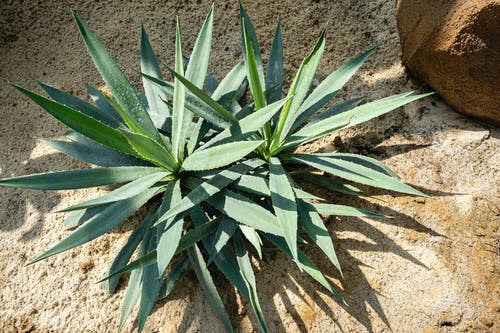 有关一起, 乾的, 元素的免费素材图片