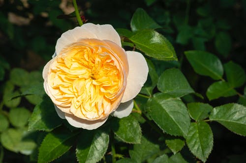 有关优雅, 充满活力, 味道的免费素材图片